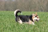 CORGI PEMBROKE 1296